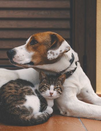 Cats and dogs welcome